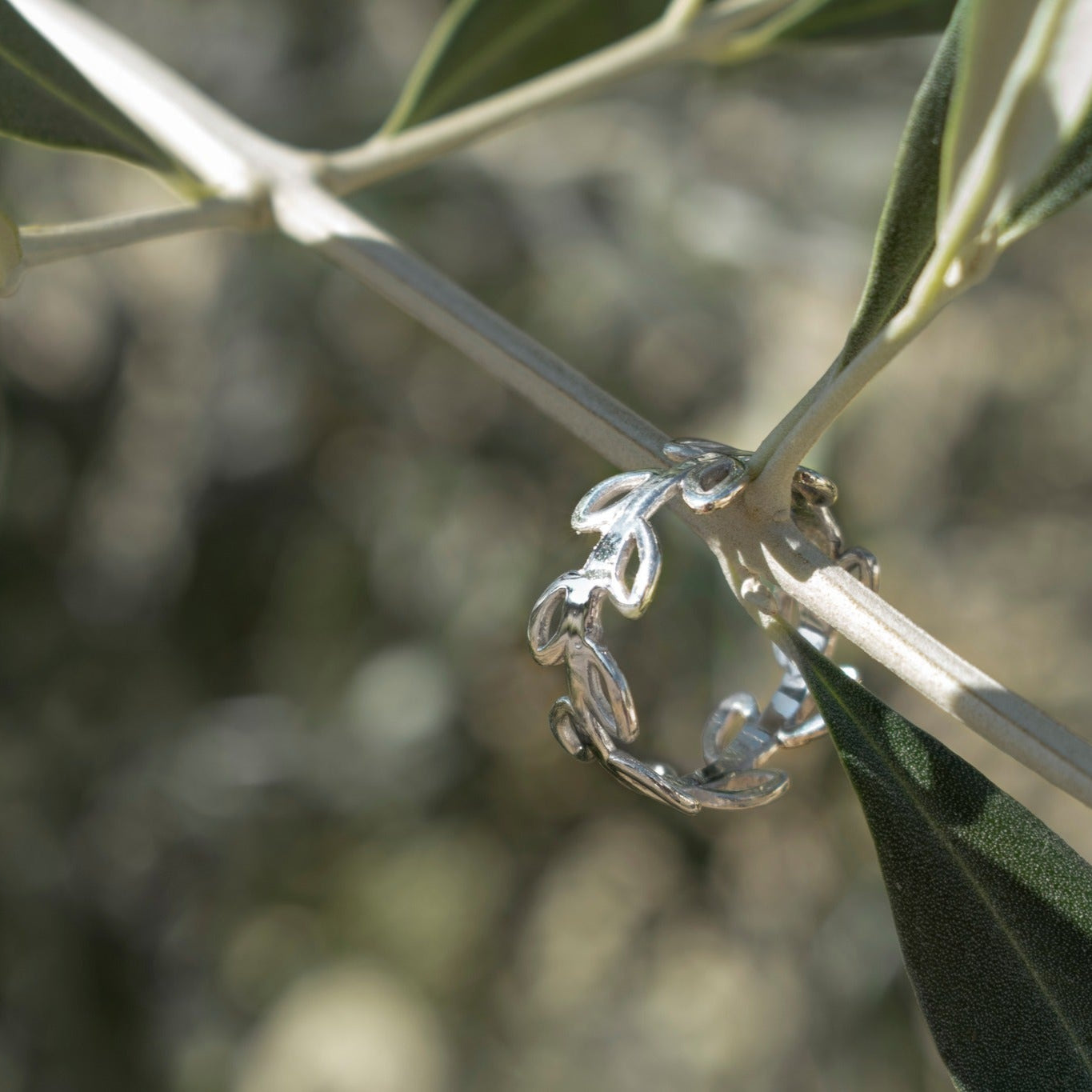 anillo plata olivo colgando rama